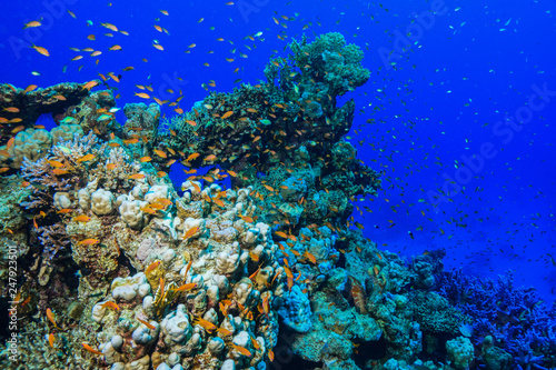 Fototapeta Naklejka Na Ścianę i Meble -  tiny fish - Coral reef at the Red Sea, Egypt