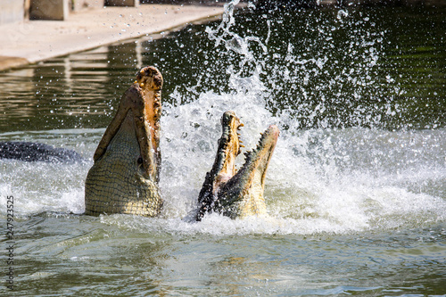 Two crocodiles are fighting in the water. Fighting in the water of amphibians. Animal power showdown. The battle of animals to fight the field.