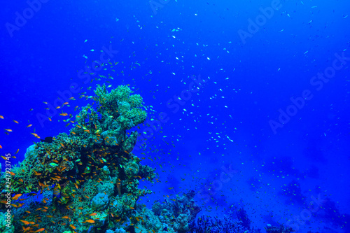 tiny fish - Coral reef at the Red Sea, Egypt