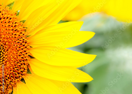 Close beautiful sunflower with a bright yellow