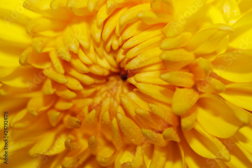 closeup of yellow flower