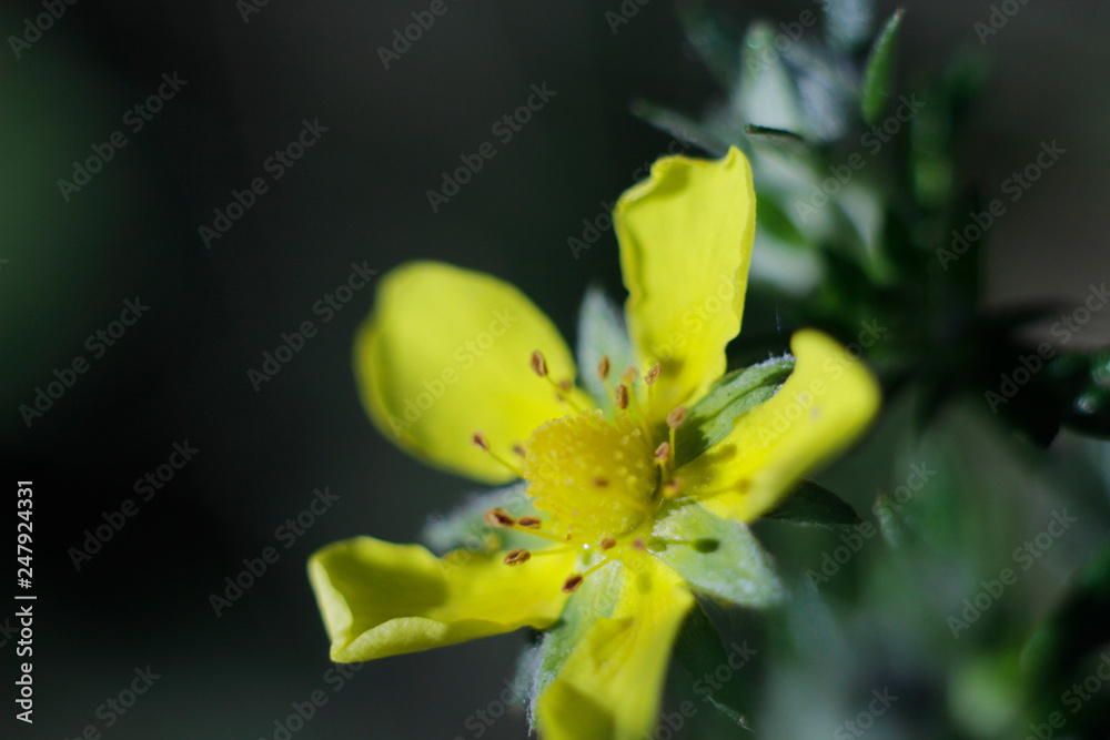 Fototapeta premium yellow and yellow flower