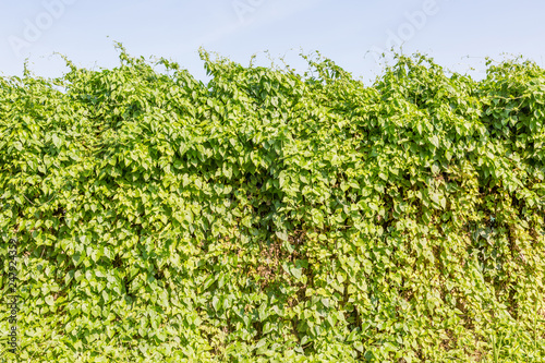 Forming ivy together as a natural wall. Green hedge bush fence on blue background.