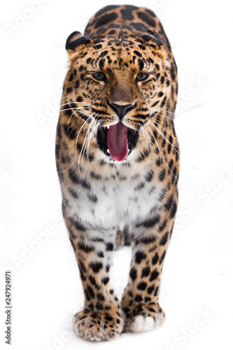 Amur leopard stands full face isolated on white background  The beast is yawning