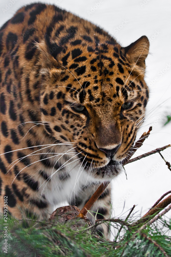 Fototapeta premium Muzzle of Amur leopard close-up with branches on a white snowy background, Brutal muzzle of a big cat.