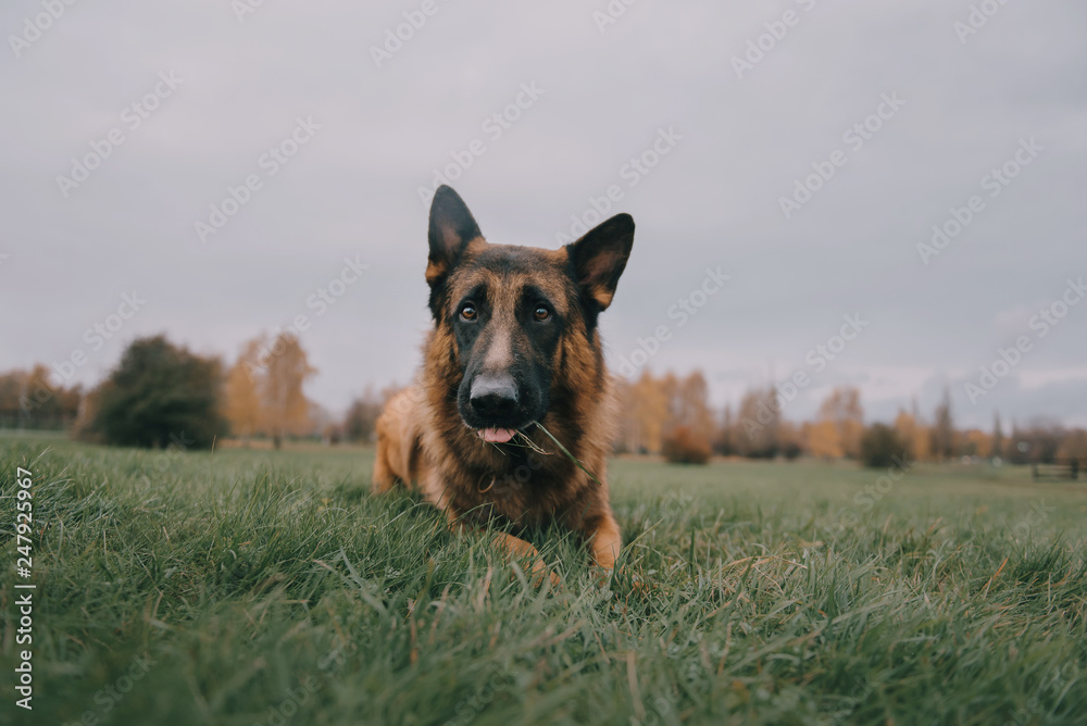German shepherd dog is laying on the green grass on autumn trees on background German shepherd dog is laying on the green grass on autumn trees on background