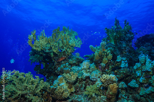 Fire corals at the Red Sea  Egypt