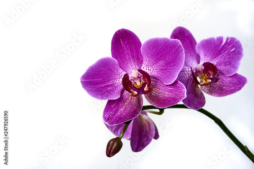 Fototapeta Naklejka Na Ścianę i Meble -  Purple orchid flower phalaenopsis, phalaenopsis or falah on a white background. Purple phalaenopsis flowers on the right. known as butterfly orchids. Selective focus. There is a place for your text.