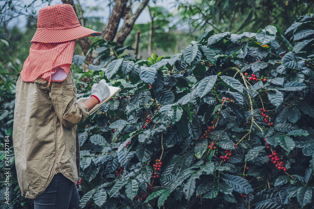 Female workers are writing a record of the growth of coffee trees.agriculture, coffee garden.