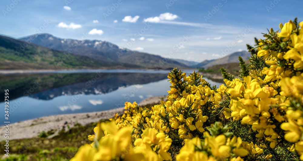 Naklejka premium Yellow flowers in Glen Shiel, Scotland