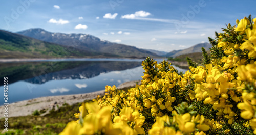 Yellow flowers in Glen Shiel, Scotland photo