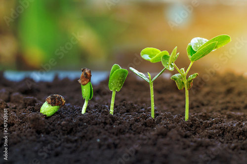 .Sapling growing from the ground