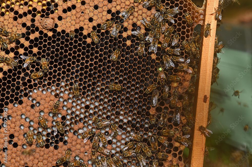 honey harvest on hives