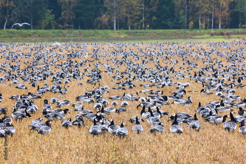 A big flock of barnacle gooses -Branta leucopsis are sitting on a field. Birds are preparing to migrate south. October 2018, Finland