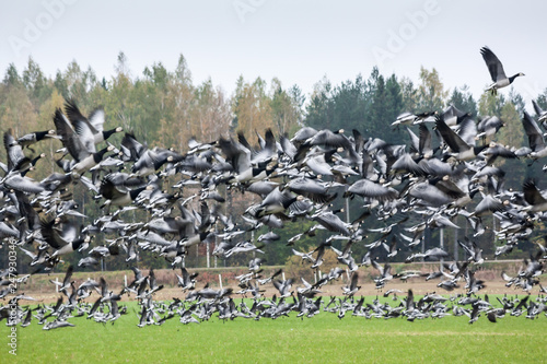 A big flock of barnacle gooses -Branta leucopsis flying above the field. Birds are preparing to migrate south. October 2018, Finland