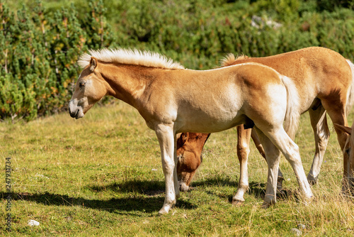 Brown and white foal and horses in Alpine pasture