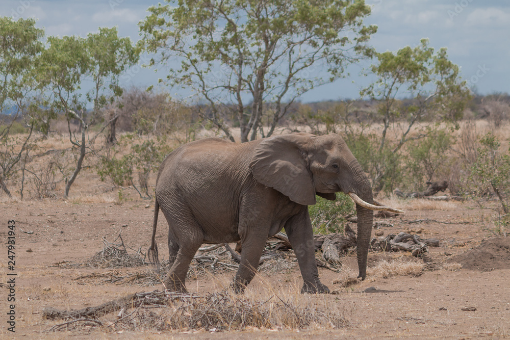 Fototapeta premium Elephant in the Kruger national park, South Africa