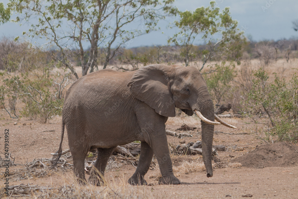 Fototapeta premium Elephant in the Kruger national park, South Africa