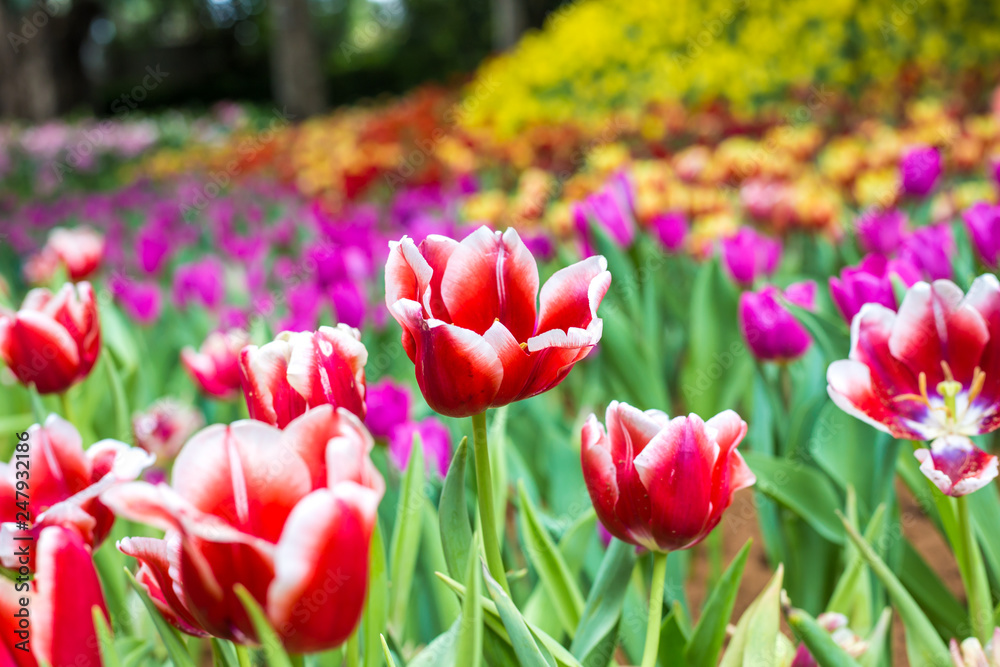 Tulip flower botanic garden green leaf Tulip flower botanic garden green leaf
