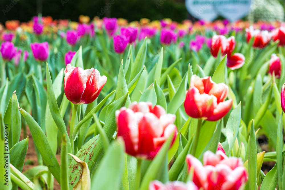 Tulip flower botanic garden green leaf