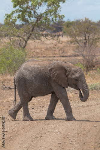 Elephant in the Kruger national park  South Africa