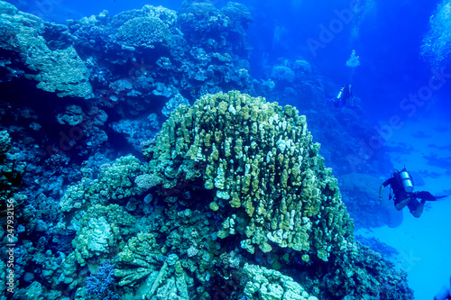 underwater Coral reef landscape at the Red Sea  Egypt
