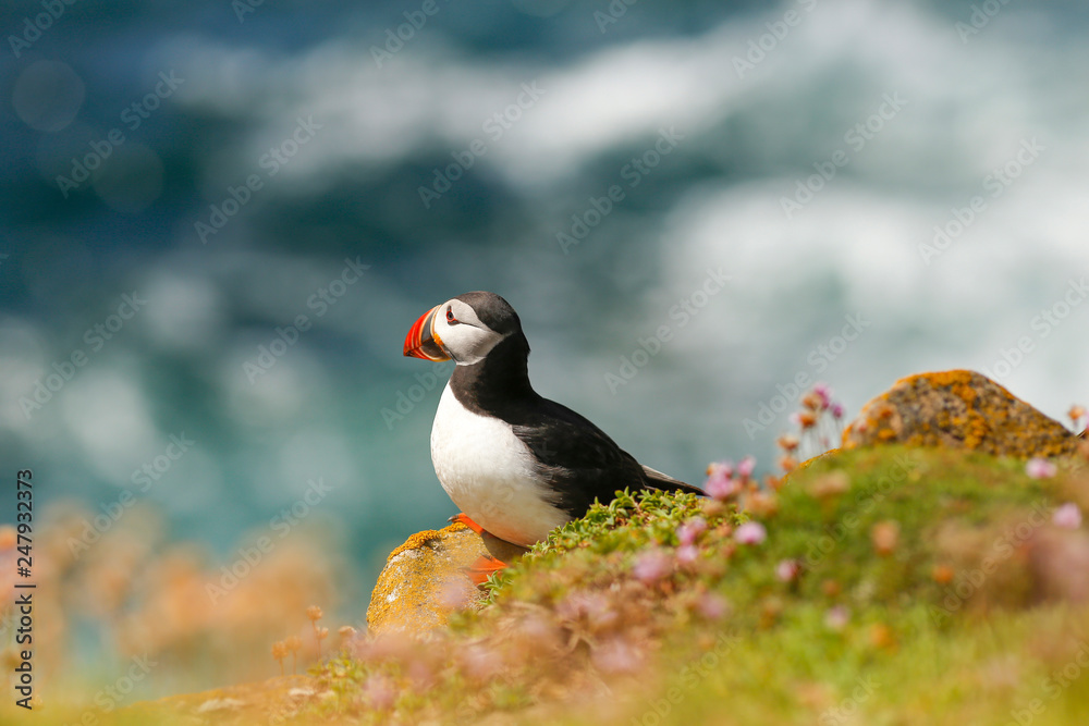 Atlantic Puffin Atlantic Puffin