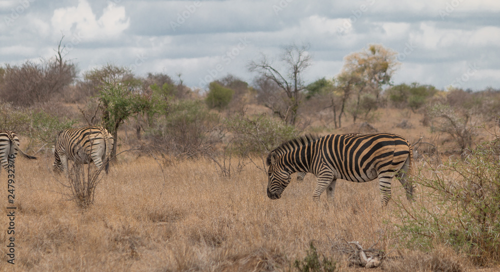 Obraz premium Zebras in the Kruger national park, South Africa