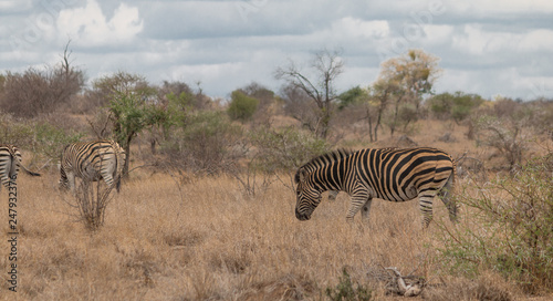 Zebras in the Kruger national park  South Africa