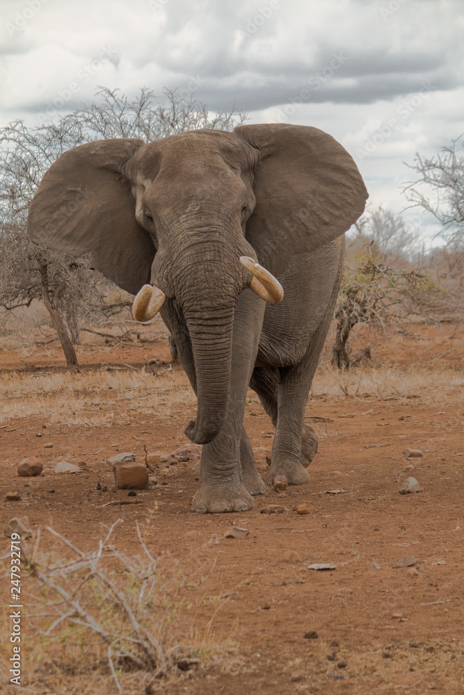 Fototapeta premium Elephant in action, South Africa