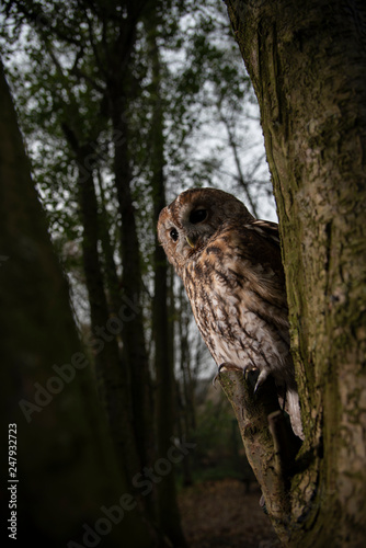 Tawny owl at night