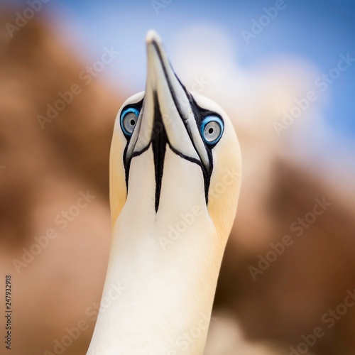 Northern Gannet photo