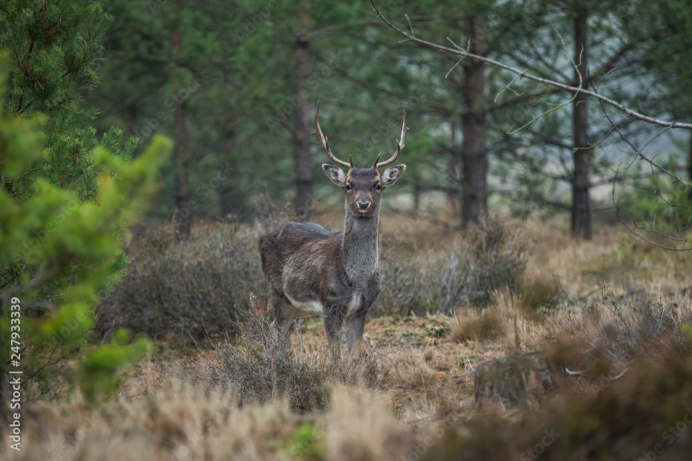 Naklejka premium Fallow deer in the heathland