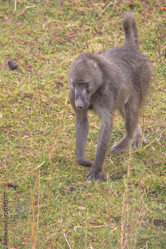 Chacma Baboon in the Kruger national park, South Africa