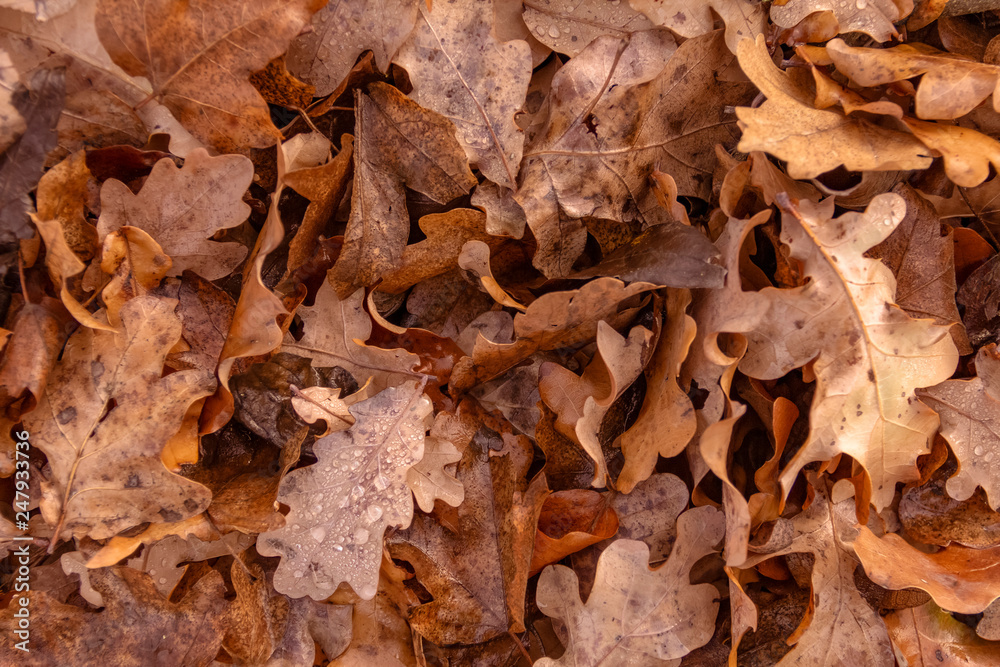 wet autumn leaves