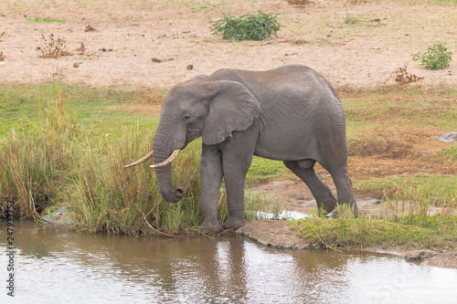 Elephant drinking and walking in the water, Kruger national park, South Africa