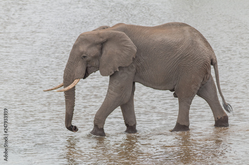 Elephant drinking and walking in the water, Kruger national park, South Africa