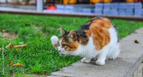 Cute cat on street in Istanbul, Turkey