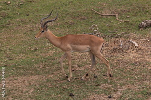 Impala in the Kruger national park  South Africa