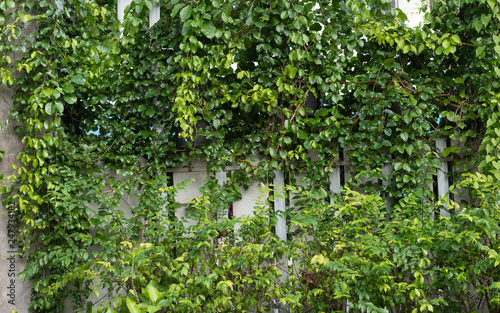 Fototapeta Naklejka Na Ścianę i Meble -  Fresh tropical  green  leaves  plant climber over metal  fence background