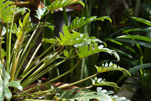 Philodendron,beautiful and unique shape green leaves  background photo