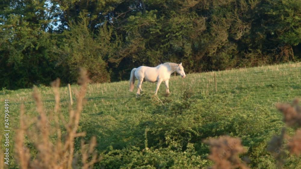 Wild horses in a Ranch playing. Elegant white and brown horses Wild horses in a Ranch playing. Elegant white and brown horses
