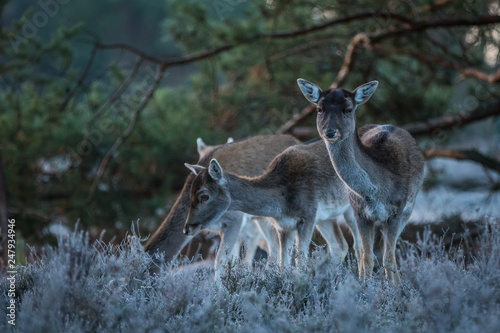 Fototapeta Naklejka Na Ścianę i Meble -  Fallow deer in the heathland