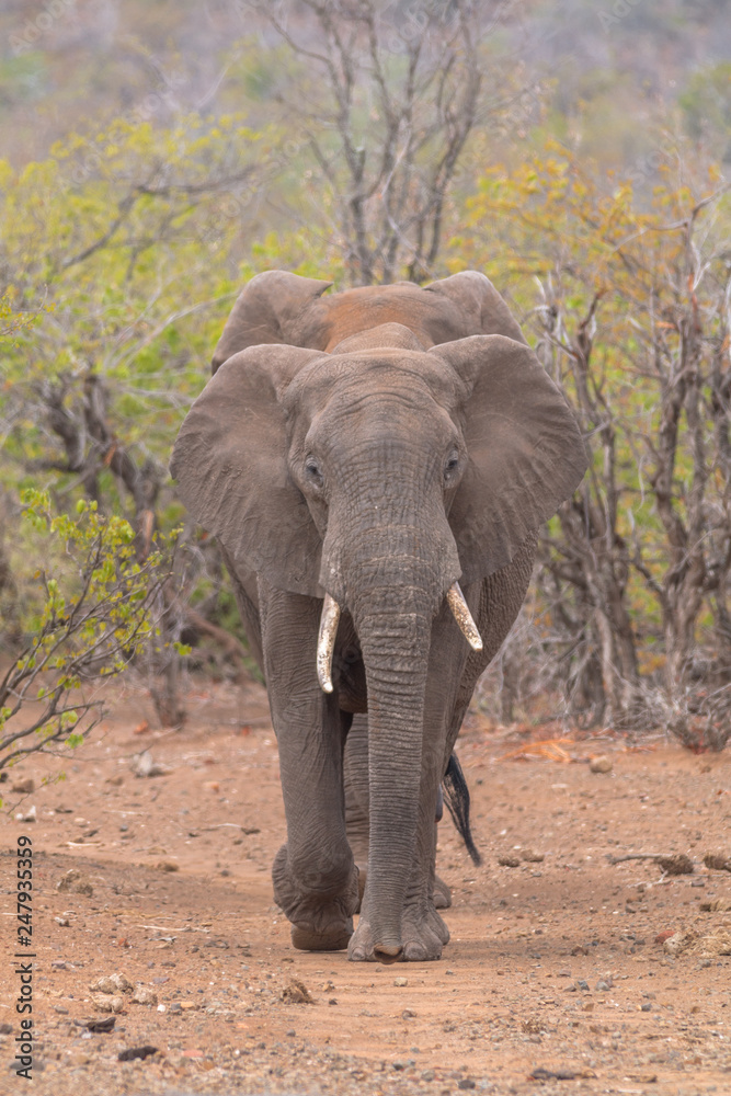 Fototapeta premium Elephants in the Kruger national park, South Africa