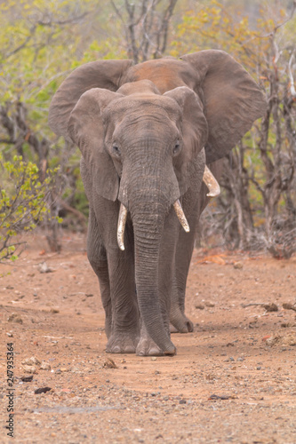 Elephants in the Kruger national park  South Africa
