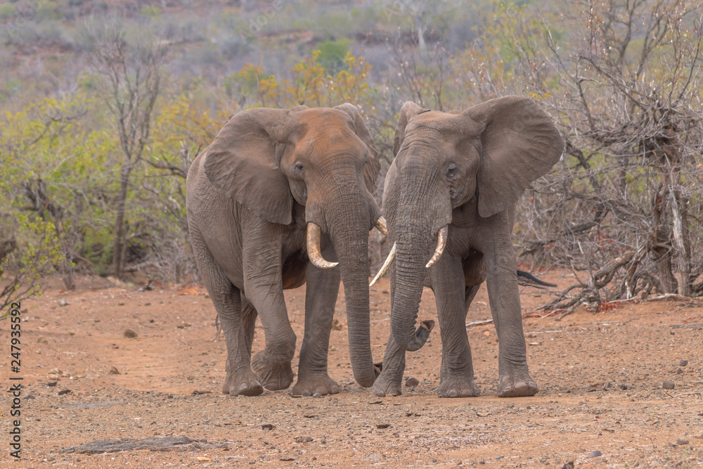 Elephants in the Kruger national park, South Africa