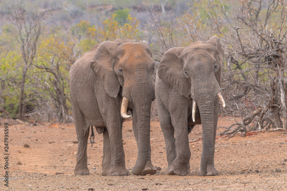 Obraz premium Elephants in the Kruger national park, South Africa