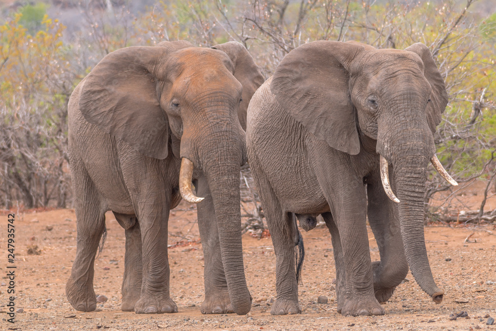 Fototapeta premium Elephants in the Kruger national park, South Africa