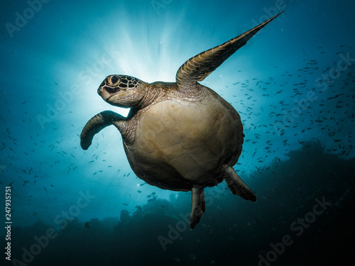 Green turtle in the ocean