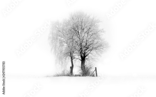 Zwei Bäume mit einer Baukrone im Winter, Zusammenhalt Liebe Zusammen Konzept